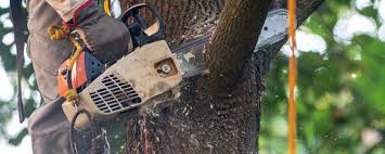 Best Palm Tree Trimming  in Meiners Oaks, CA