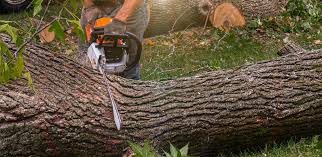 Best Storm Damage Tree Cleanup  in Meiners Oaks, CA