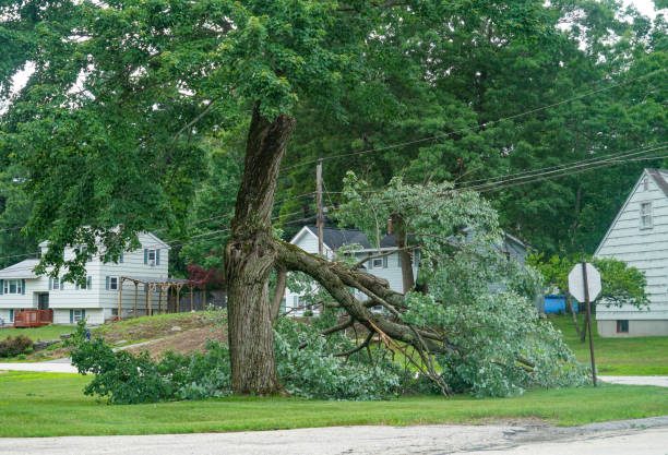 Best Utility Line Clearance  in Meiners Oaks, CA