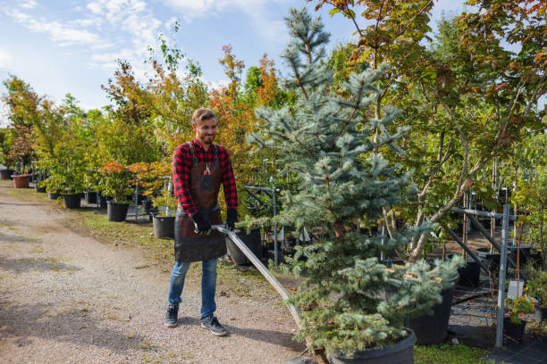 Professional Tree Services in Meiners Oaks, CA