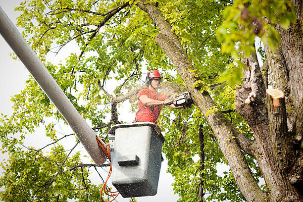 How Our Tree Care Process Works  in Meiners Oaks, CA